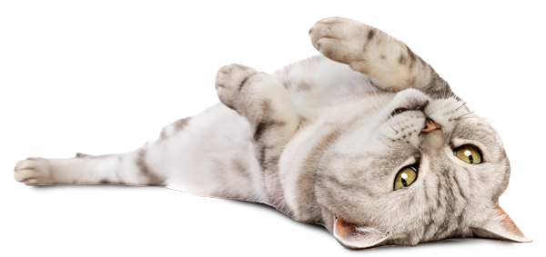 simpatico-gatto_smarrito-salvato